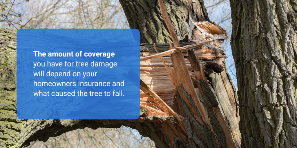 How Much Tree Damage Will My Homeowners Policy Cover?