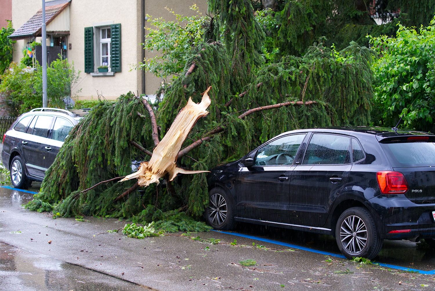 Fallen tree that landed on cars